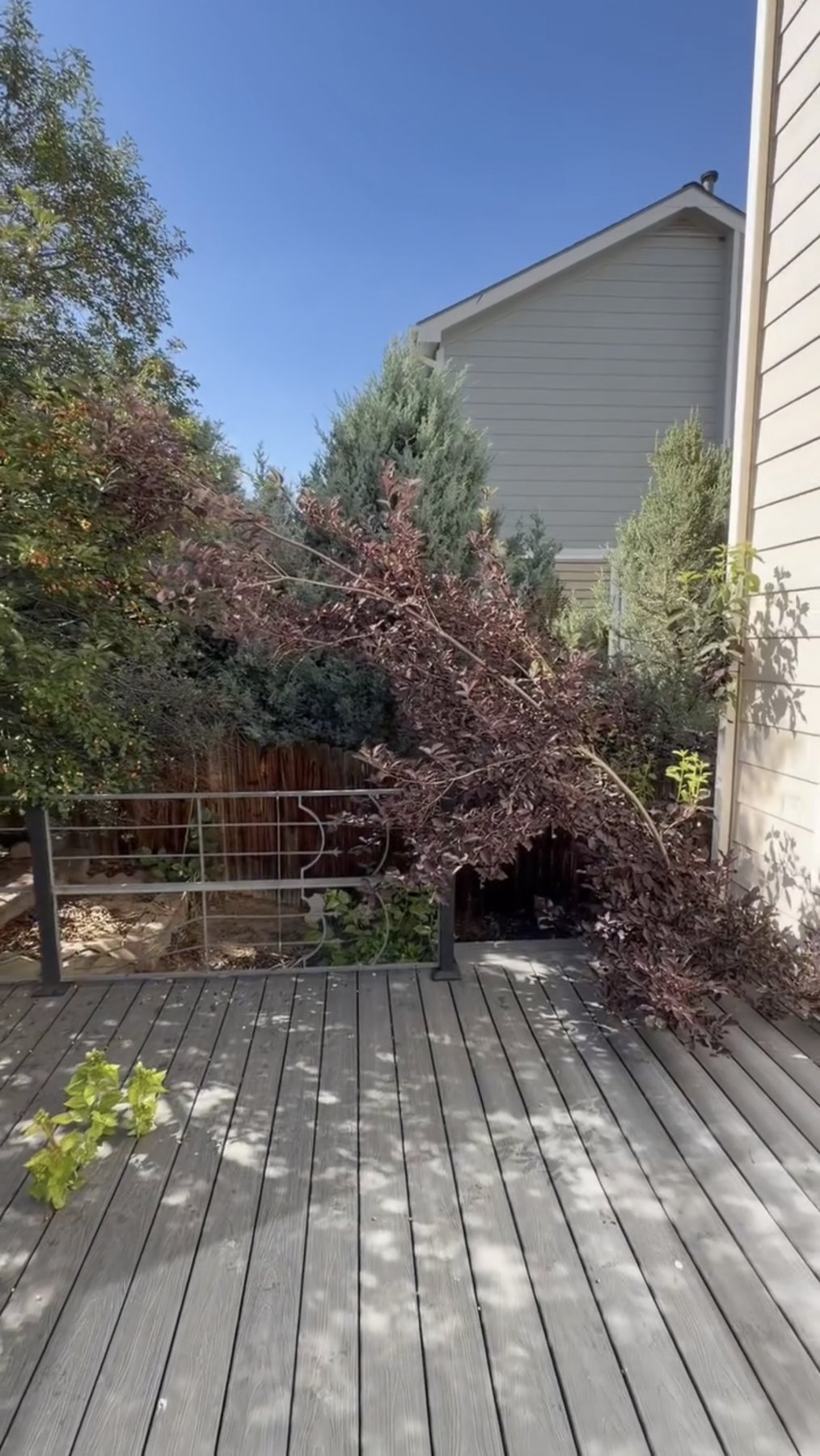 Before: fallen branch and debris on deck